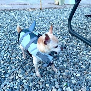 halloween Baby shark! shark inflation vest for dogs XS 6-7 pounds soo doo do doo